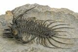 Large, Spiny Quadrops Trilobite - Top Quality Preparation #310128-1